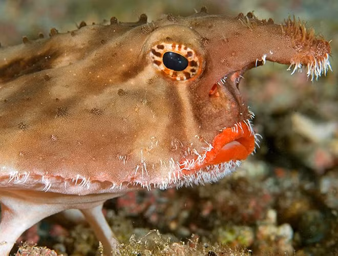 Giống như tên gọi, cá dơi môi đỏ có môi đỏ trông rất kỳ dị cùng một thân hình phẳng, dẹt và đôi vây giang rộng như cánh dơi. Đôi môi đỏ của chúng có thể được sử dụng để thu hút bạn tình hoặc ngụy trang cho việc săn mồi.