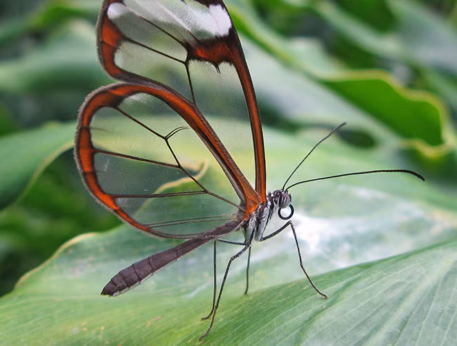 Bướm Greta oto thường đẻ trứng trên loài thực vật có độc nhằm đảm bảo an toàn cho quá trình duy trì nòi giống, cũng như tích trữ cho mình hợp chất alkaloid giúp chúng không bị kẻ thù ăn thịt cho đến khi trưởng thành.