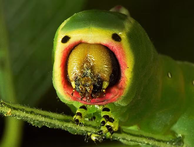 Dù có vẻ ngoài vô cùng đáng yêu nhưng ít ai biết rằng Puss lại là loài sâu bướm độc nhất ở Mỹ.