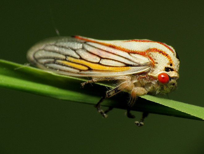 Khi đẻ trứng, những con Oak Treehopper cái thường đào những lỗ nhỏ trên cành cây để đẻ.