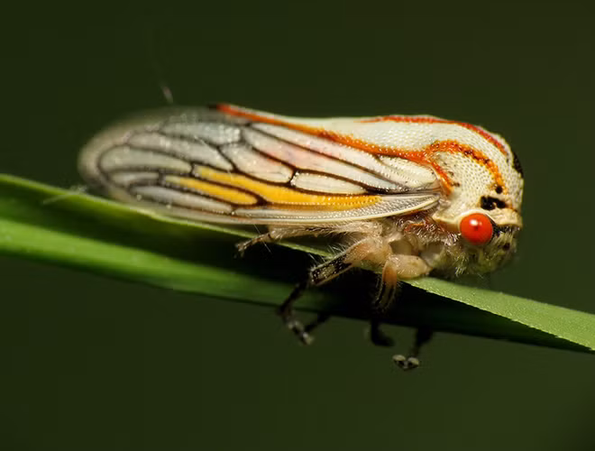 Khi đẻ trứng, những con Oak Treehopper cái thường đào những lỗ nhỏ trên cành cây để đẻ.