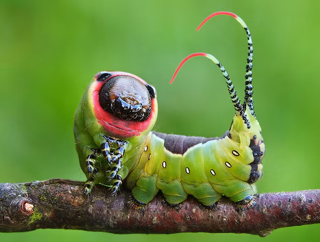 Con "quái vật" này sẽ tiết axit qua những gai độc trên cơ thể và tấn công kẻ nào muốn tấn công chúng, đặc biệt, axit của Puss phản ứng khá mạnh với da người.