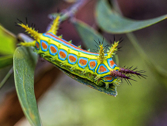 Sâu bướm Calcarifera ordinata là một loài bướm đêm, dạng sâu, thuộc họ Limacodidae, có xuất xứ từ vùng Brisbane nước Úc.