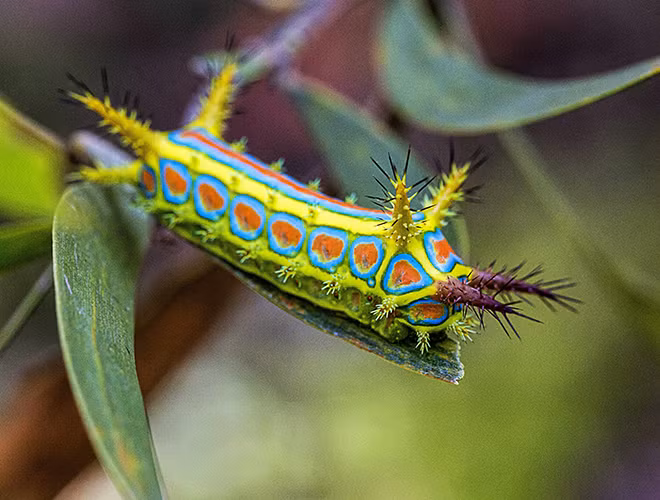 Sâu bướm Calcarifera ordinata là một loài bướm đêm, dạng sâu, thuộc họ Limacodidae, có xuất xứ từ vùng Brisbane nước Úc.