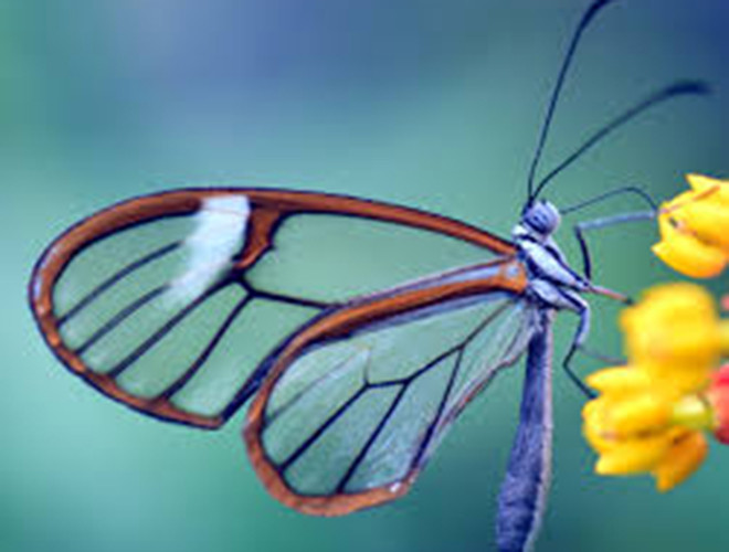 Loài côn trùng có vẻ đẹp mỏng manh này sống tại những vùng kéo dài từ Mexico xuống Panama thuộc khu vực Trung Mỹ, đôi khi người ta còn bắt gặp chúng ở vùng Florida nước Mỹ