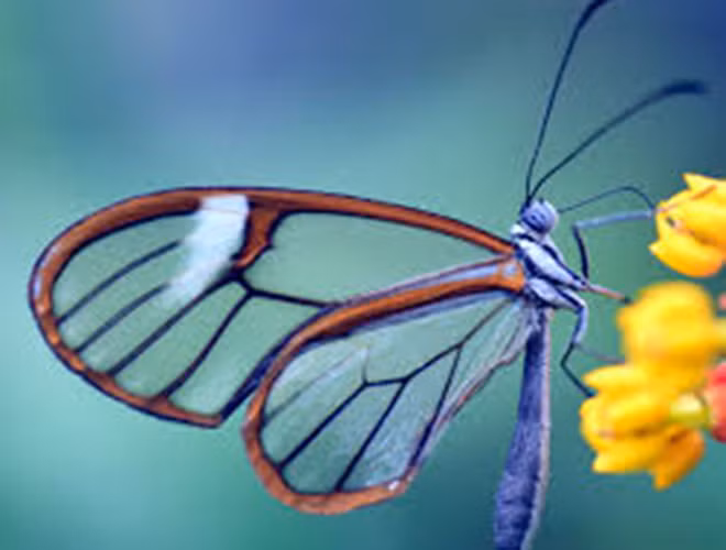 Loài côn trùng có vẻ đẹp mỏng manh này sống tại những vùng kéo dài từ Mexico xuống Panama thuộc khu vực Trung Mỹ, đôi khi người ta còn bắt gặp chúng ở vùng Florida nước Mỹ