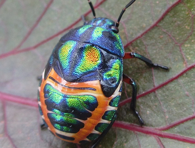 Bọ cầu vồng (Calidea dregii) là một trong những loài thu hút được nhiều sự chú ý, chúng thường sống ở Mozambique, Tanzania hoặc Cameroon.