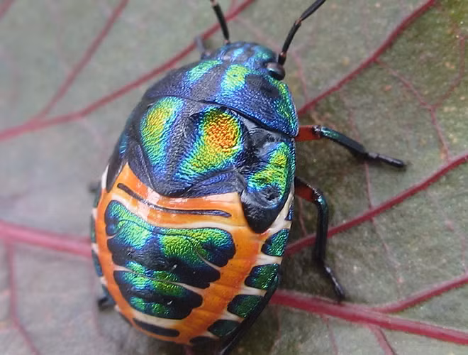 Bọ cầu vồng (Calidea dregii) là một trong những loài thu hút được nhiều sự chú ý, chúng thường sống ở Mozambique, Tanzania hoặc Cameroon.