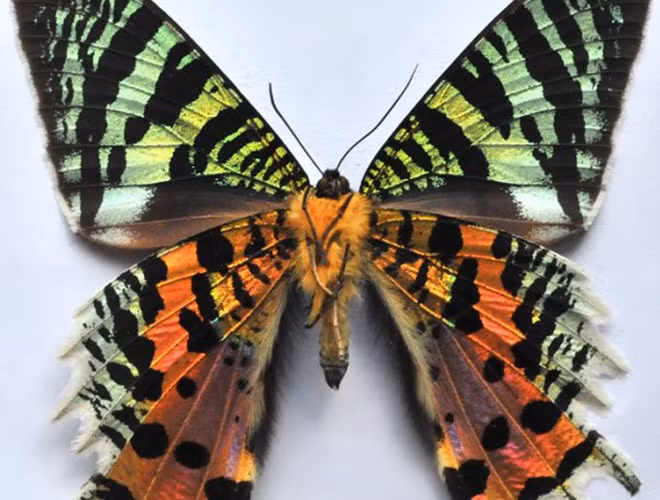 Bướm Hoàng Hôn Madagascar là loài bướm đặc hữu của quần đảo Madagascar, chúng được đánh giá là một trong những loài côn trùng ấn tượng nhất, đồng thời, cũng là loài được giới sưu tầm săn lùng nhiều nhất thế giới.