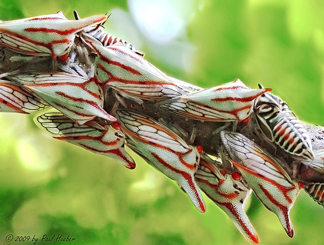 Chúng phân bố chủ yếu trên những cây sồi hoặc cây Oak tại các khu rừng của Mexico, Brazil, và Mỹ.