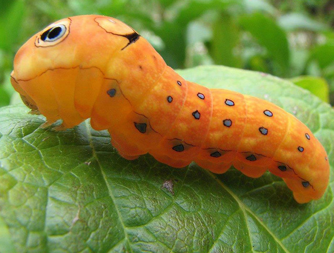 Khi mới nở, chúng chỉ có màu nâu nhưng dần dần cơ thể chúng có nhiều màu sắc sặc sỡ. Đặc biệt, trên phía đầu chúng có hai đốm lớn như hai con “mắt giả” với những vệt màu đen, vàng và xanh đậm giúp nó trông đáng sợ hơn để đe dọa kẻ thù.
