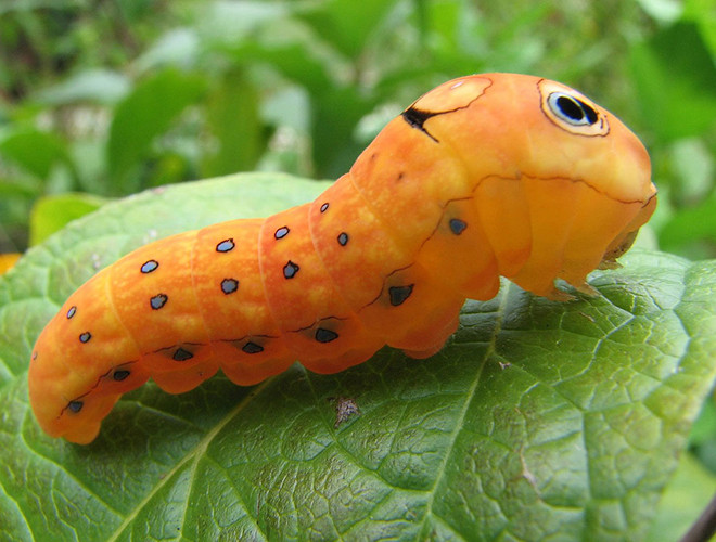 Loài sâu này sống trong các khu rừng, các vùng đầm lầy và ăn lá cây. Mặc dù chỉ nhỏ vài cm nhưng loài sâu bướm này lại có một cách ngụy trang rất độc đáo.