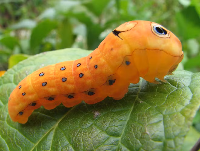 Loài sâu này sống trong các khu rừng, các vùng đầm lầy và ăn lá cây. Mặc dù chỉ nhỏ vài cm nhưng loài sâu bướm này lại có một cách ngụy trang rất độc đáo.