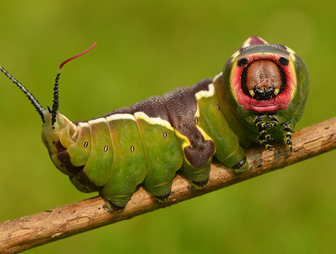 Theo nghiên cứu, loài sâu đáng sợ sống nhiều ở Châu Âu, Nga, Trung Á, và Châu Phi này rất thích những cây họ cam quýt, cây sồi và các loại cây vườn khác.