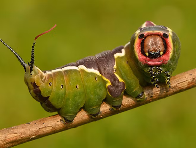 Theo nghiên cứu, loài sâu đáng sợ sống nhiều ở Châu Âu, Nga, Trung Á, và Châu Phi này rất thích những cây họ cam quýt, cây sồi và các loại cây vườn khác.
