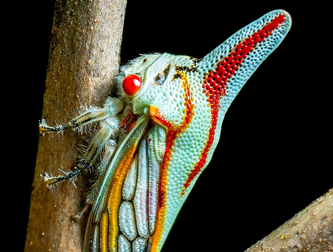 Loài côn trùng mang màu sắc sặc sỡ với những vạch kẻ trên cơ thể cùng cái sừng đặc biệt này có tên là Oak Treehopper.