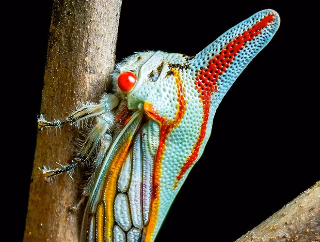 Loài côn trùng mang màu sắc sặc sỡ với những vạch kẻ trên cơ thể cùng cái sừng đặc biệt này có tên là Oak Treehopper.