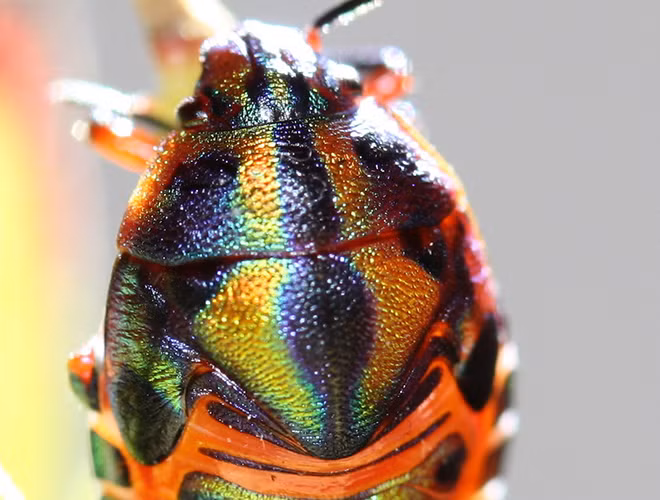 Dù có vẻ ngoài trông như những mảnh cầu vồng bị vỡ ra với màu sắc sặc sỡ nhưng bọ cầu vồng bị coi là loài gây hại cho mùa màng.