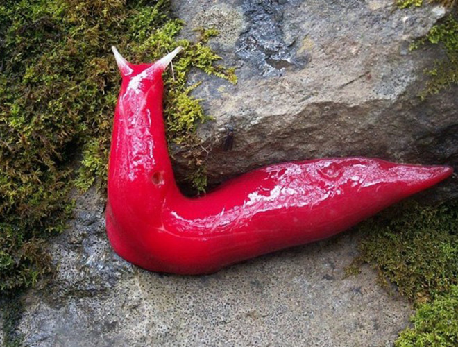 Độ cao của núi Kaputar khiến môi trường ở đây trở nên mát mẻ hơn so với các khu vực xung quanh và biến nó trở thành cộng đồng độc nhất vô nhị cho các loài sên bản địa. Để có được thức ăn, loài ốc có màu hồng kỳ lạ này thường dò tìm các vết nhớt trên đường đi của những con sên khác để săn tìm con mồi