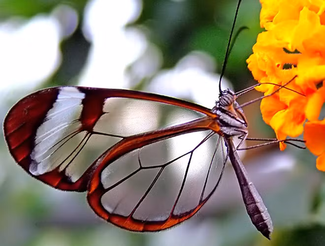 Đặc điểm để nhận diện loài này là cánh của chúng có màu trong suốt. Người Tây Ban Nha gọi chúng là “những chiếc gương nhỏ".