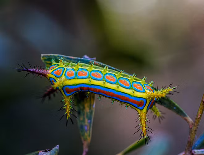 Loài vật này có kích thước dài khoảng 30 mm và có màu sắc sặc sỡ như màu vàng sáng với các màu xanh lá cây da trời và cam.