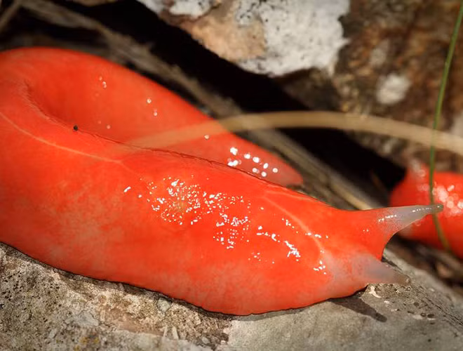 Triboniophorus aff là một trong 3 loài ốc sên ăn thịt sống tại núi Kaputar, phía bắc bang New South Wales, với kích thước dài đến 20 cm.
