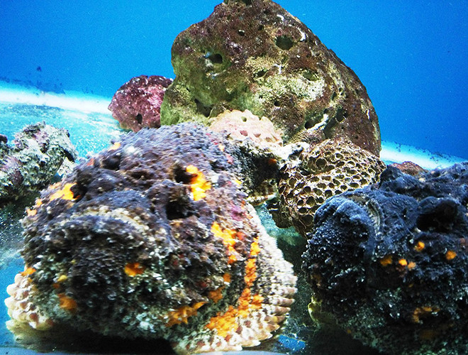 Cá mặt quỷ có lớp da thô ráp, được ví như những viên đá. Ngoài ra, ở lớp da này có màu nâu đỏ loang lổ, sần sùi và rất gai góc.