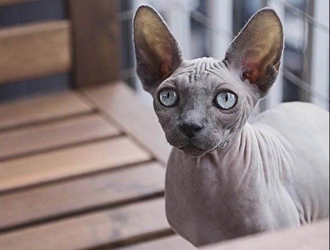 Tuy nhiên, đây được biết đến là giống mèo quý hiếm, đắt nhất thế giới. Và để sở hữu một chú mèo Sphynx làm thú cưng, bạn phải bỏ ra từ 1.000 – 3.000 USD.
