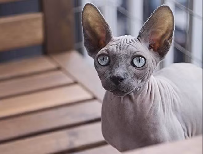 Tuy nhiên, đây được biết đến là giống mèo quý hiếm, đắt nhất thế giới. Và để sở hữu một chú mèo Sphynx làm thú cưng, bạn phải bỏ ra từ 1.000 – 3.000 USD.