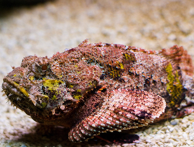 Không chỉ gà mặt quỷ, một loài cá có hình dạng xấu xí khác thường sống ở vùng nước mặn, đặc biệt là các rạn san hô, gành đá ở Việt Nam cũng được gọi với cái tên này