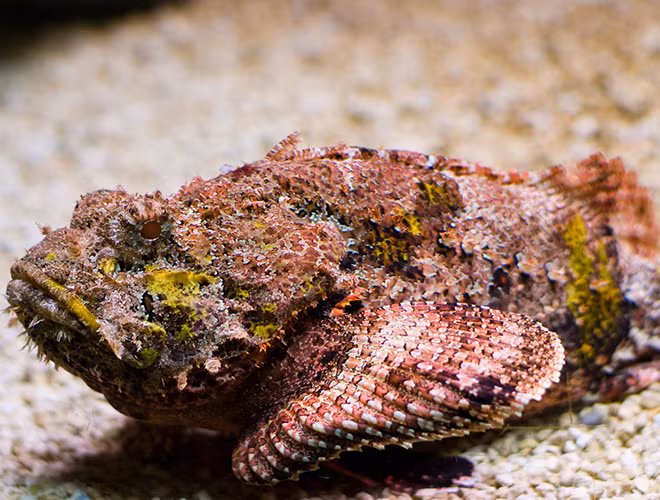 Không chỉ gà mặt quỷ, một loài cá có hình dạng xấu xí khác thường sống ở vùng nước mặn, đặc biệt là các rạn san hô, gành đá ở Việt Nam cũng được gọi với cái tên này