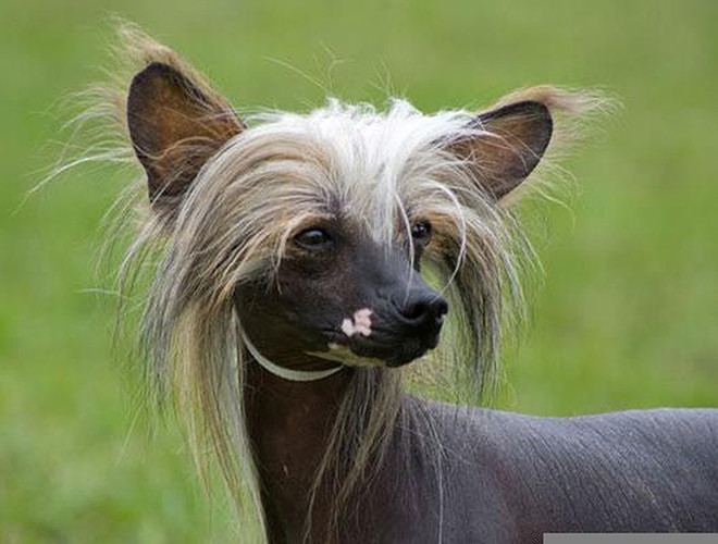 Chó có mào là giống chó độc nhất vô nhị khi sở hữu chỏm lông trên đầu, giống như chiếc mào gà. Ở phần đuôi và chân có túm lông lởm chởm, thưa thớt.