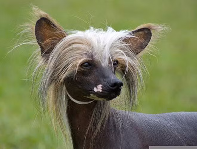 Chó có mào là giống chó độc nhất vô nhị khi sở hữu chỏm lông trên đầu, giống như chiếc mào gà. Ở phần đuôi và chân có túm lông lởm chởm, thưa thớt.