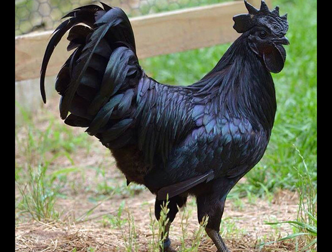 Màu đen ở Ayam Cemani là do sắc tố melanin quyết định. Tuy nhiên, sẽ không ít người thấy ngạc nhiên và có phần sợ hãi nếu lần đầu bắt gặp một chú gà đen như than. Hiện, giá trung bình của Ayam Cemani dao động từ 700 – 1.400 USD, tùy thuộc vào chất lượng