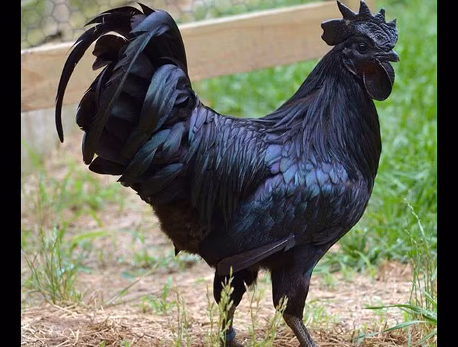 Màu đen ở Ayam Cemani là do sắc tố melanin quyết định. Tuy nhiên, sẽ không ít người thấy ngạc nhiên và có phần sợ hãi nếu lần đầu bắt gặp một chú gà đen như than. Hiện, giá trung bình của Ayam Cemani dao động từ 700 – 1.400 USD, tùy thuộc vào chất lượng