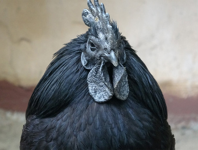 Loài động vật này xuất hiện nhiều ở Indonesia, và còn được đặt biệt danh là gà mặt quỷ.