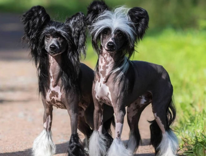 Ngoài ra, đây còn được biết đến là giống chó cảnh cỡ nhỏ có giá vài nghìn USD/con.