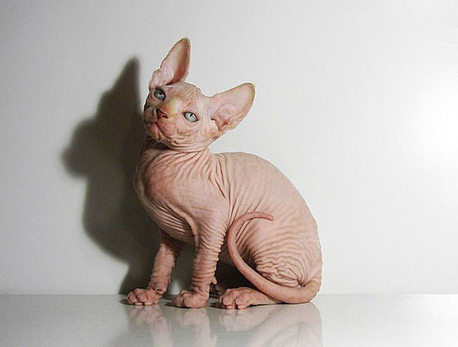 Giống mèo Sphynx có nguồn gốc từ Canada cũng được nhắc đến nhiều với ngoại hình xấu xí, nhưng có giá bán vô cùng đắt đỏ.