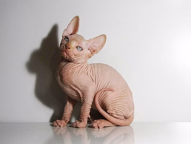 Giống mèo Sphynx có nguồn gốc từ Canada cũng được nhắc đến nhiều với ngoại hình xấu xí, nhưng có giá bán vô cùng đắt đỏ.