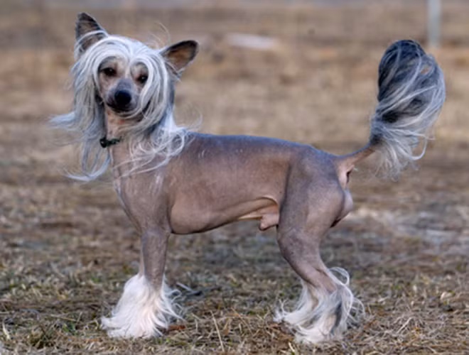 Tiếp đến là giống chó có mào cũng không thể bỏ qua khi nhắc tới những loài động vật xấu xí nhưng có giá rất "chát".