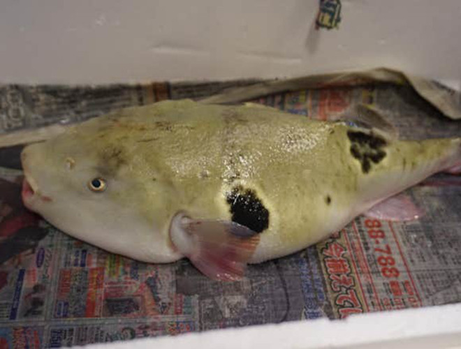 Loài cá nóc có hình dáng xấu xí, trọng lượng nhỏ, độc tố gây chết người nhưng tại một nhà hàng nhỏ ở Abeno-ku, Osaka, Nhật Bản, chỉ 100g cá nóc có giá từ 5.000 – 35.000 yên.