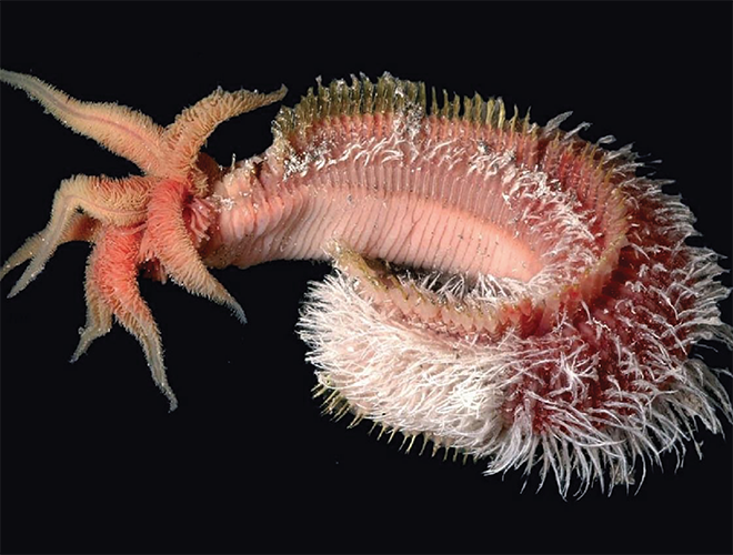 Sâu Pompeii (Alvinella pompejana) là sinh vật đa bào chịu nhiệt tốt nhất trên thế giới. Chúng hoàn toàn sống sót ở nhiệt độ trên 80 độ C.