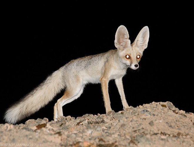 Cáo Ruppell có thể sống trên những bãi cát nóng của sa mạc Lut do có khả năng tiết kiệm nước. Loài động vật có vú này lấy nước chủ yếu từ việc ăn thịt con mồi. Chúng đi ăn vào ban đêm để giữ mát cơ thể và tránh làm mất đi độ ẩm quý giá.