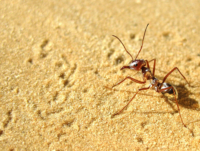 Không giống những sinh vật khác trên sa mạc thường trú ẩn nhằm tránh cái nóng gay gắt buổi trưa, đối với kiến sa mạc Sahara, đây là thời gian chủ yếu để lang thang tìm mồi. Khi sa mạc nóng nhất, chúng chui ra khỏi tổ và tìm xác động vật chết vì kiệt sức dưới nhiệt độ cao.
