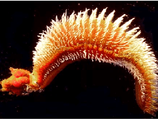 Pompeii có thể dài tới 13 cm và thường sống ở các ống khói đen nơi có các lỗ thông nhiệt dưới đáy biển. Loài sâu này phát triển mạnh ở những nơi có nhiệt độ và áp suất khắc nghiệt và sẽ chết khi đưa lên bờ.