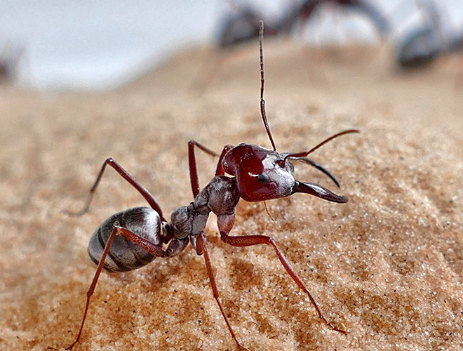 Sở dĩ kiến bạc Sahara có thể tồn tại được ở nơi nhiệt độ khắc nghiệt này là nhờ sở hữu những sợi lông màu bạc giúp phản chiếu ánh mặt trời.