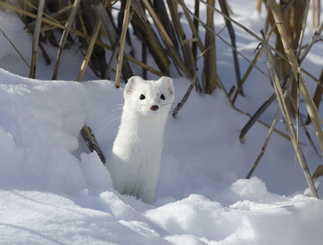 Chồn Ecmin là loại chồn bản địa Âu Á và Bắc Mỹ. Cơ thể của nó rất mảnh mai, thon dài, đi cùng với hai chân và đuôi tương đối ngắn đã tạo nên hình ảnh vô cùng dễ thương. Khi nhiệt độ môi trường giảm xuống đến -50 độ C, lông của chúng tự động chuyển sang màu trắng muốt trong khi màu lông gốc của chúng là màu nâu.