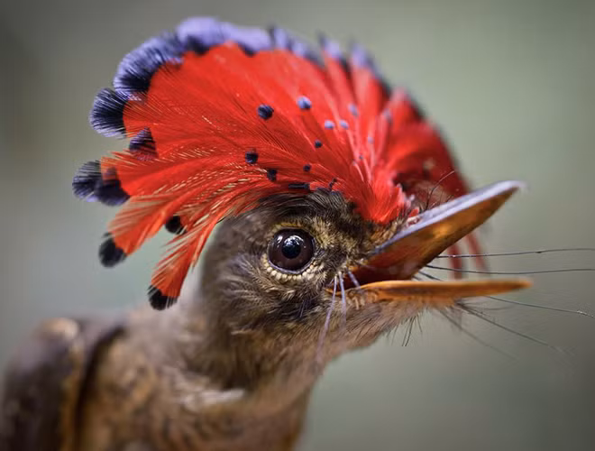 Chim bắt ruồi Hoàng gia rất ít khi được nhìn thấy ngoài tự nhiên, ngoại trừ những thời điểm chúng tán tỉnh, vào mùa sinh sản. Chúng có chiều dài khoảng 15cm và bộ lông hầu như là màu nâu.