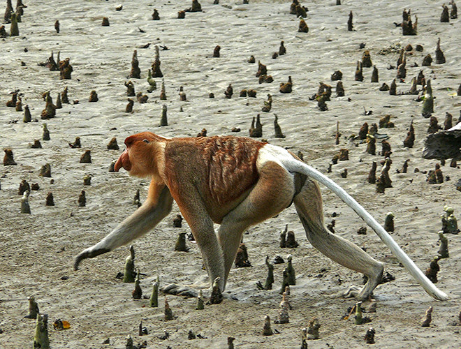 Ngoài ra, chúng còn có khả năng đặc biệt là nhai lại như bò. Ngày nay, số lượng khỉ vòi đã sụt giảm ở mức báo động. Trong vòng 30-40 năm qua, số lượng loài này đã giảm 50%.