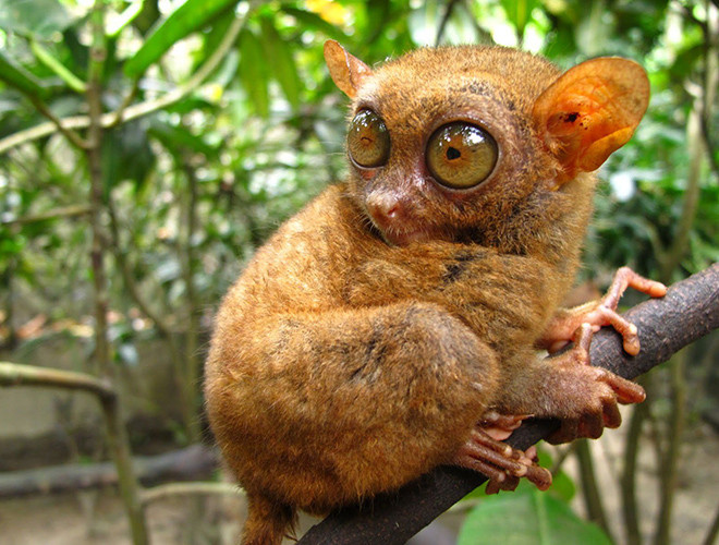 Khỉ lùn Tarsier có đôi mắt và đôi tai lớn, hỗ trợ đắc lực cho chúng trong việc nghe ngóng động tĩnh của con mồi như côn trùng, rắn hay thằn lằn. Thay vì có móng tay, móng chân như những loài linh trưởng khác, khỉ lùn lại sở hữu những vuốt cong để bám chặt vào những thân cây phủ đầy rêu.
